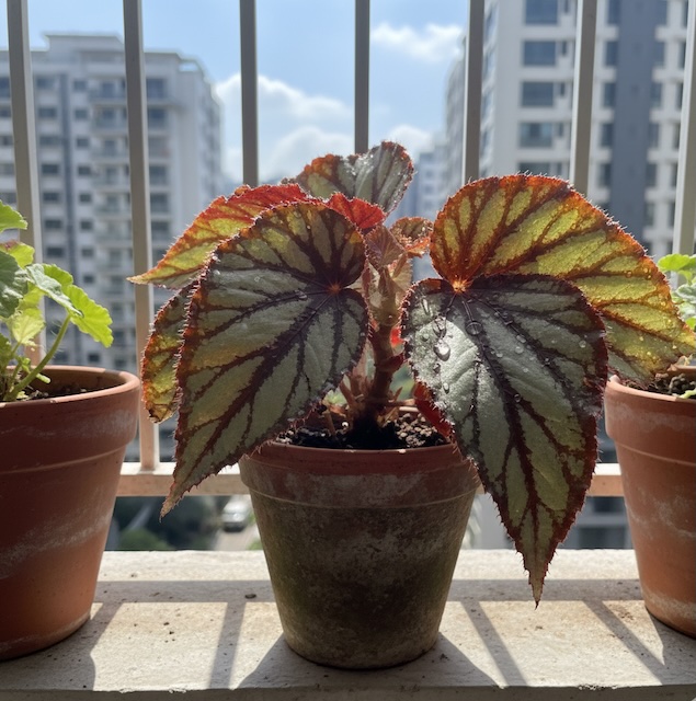 렉스베고니아, Rex Begonia