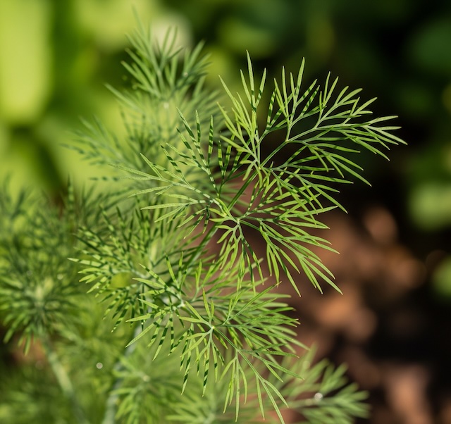 딜 허브, Dill
