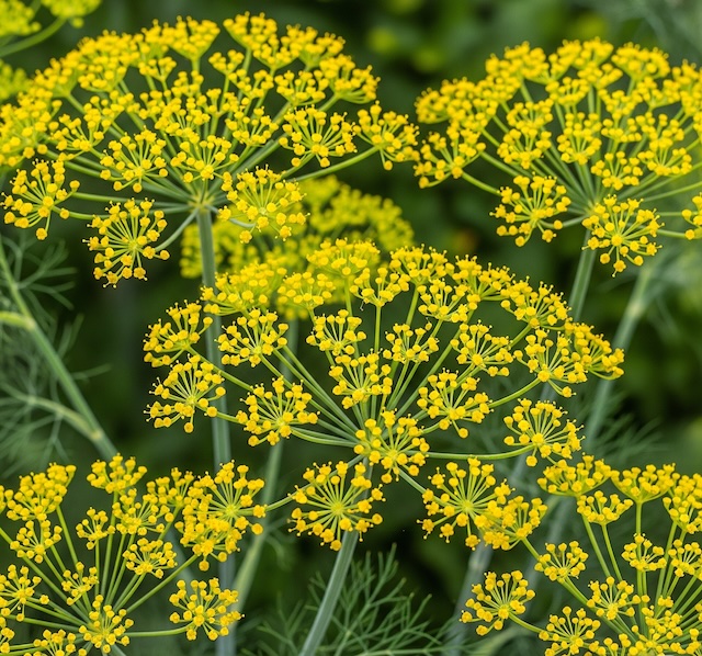 딜 허브, Dill