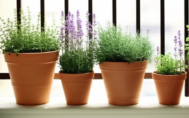 타임, thyme
